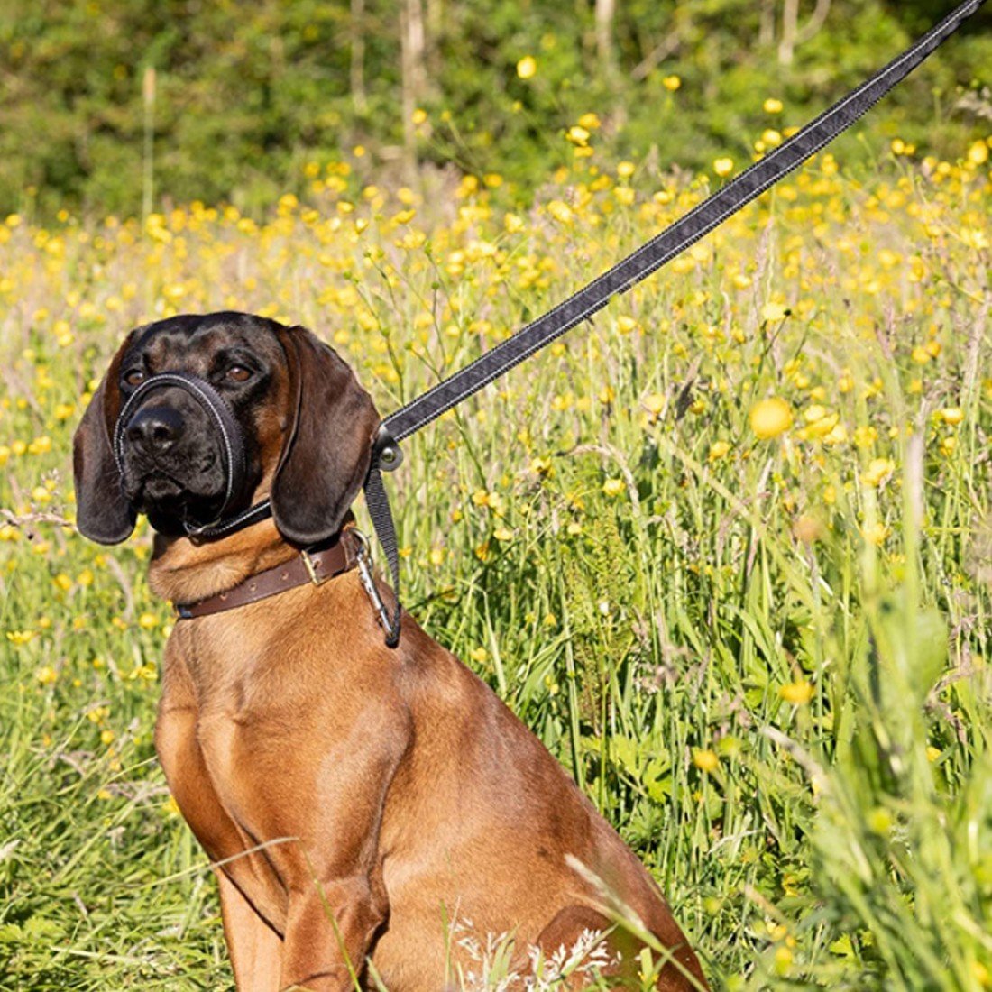 Integrated Anti-Bite Muzzle & Leash For Dogs  Dog Lead  Waste Bag Dispenser