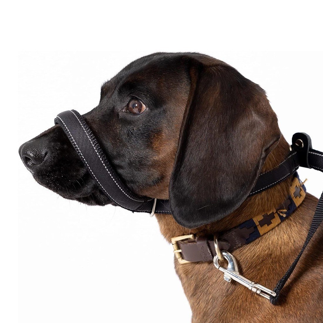 Integrated Anti-Bite Muzzle & Leash For Dogs  Dog Lead  Waste Bag Dispenser