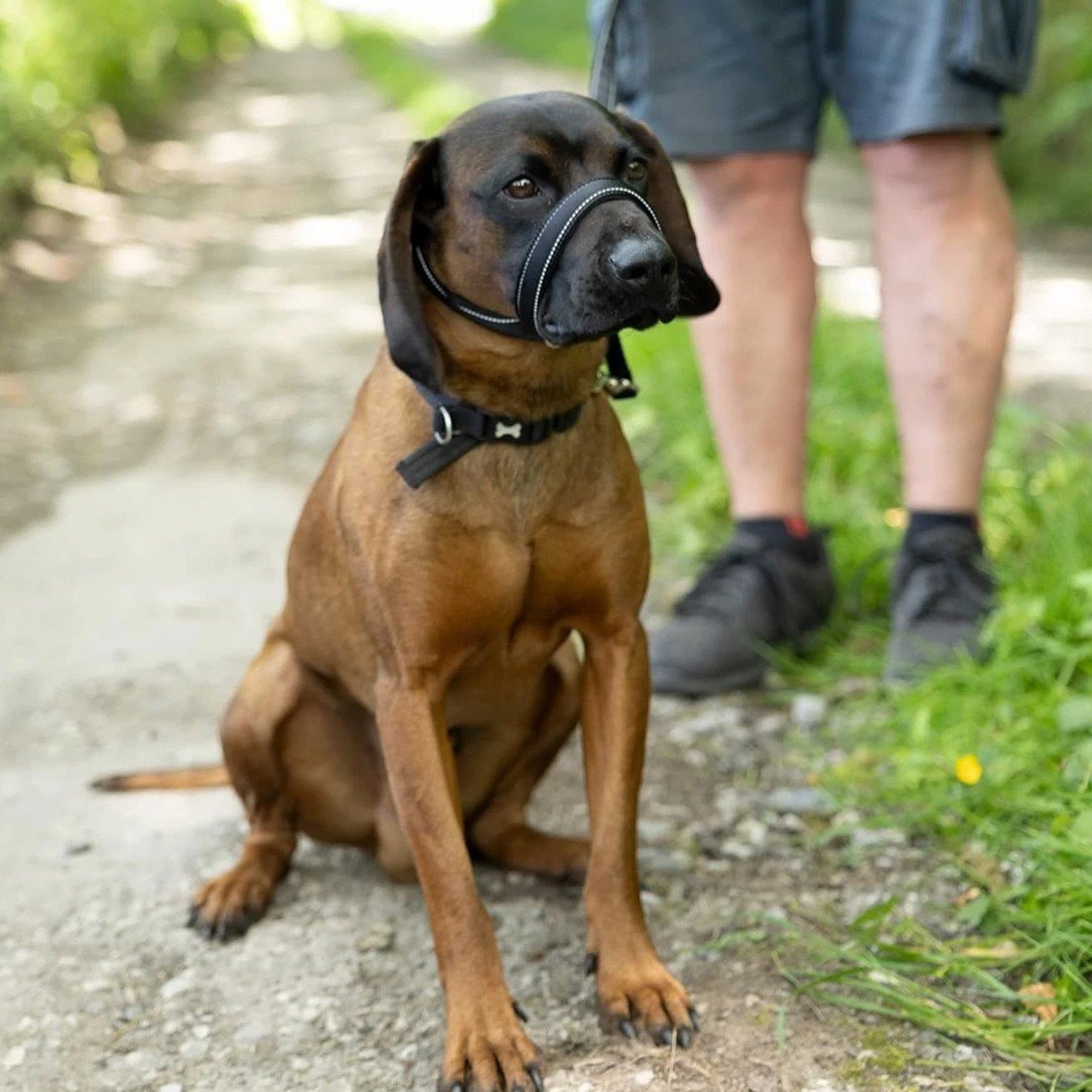 Integrated Anti-Bite Muzzle & Leash For Dogs  Dog Lead  Waste Bag Dispenser