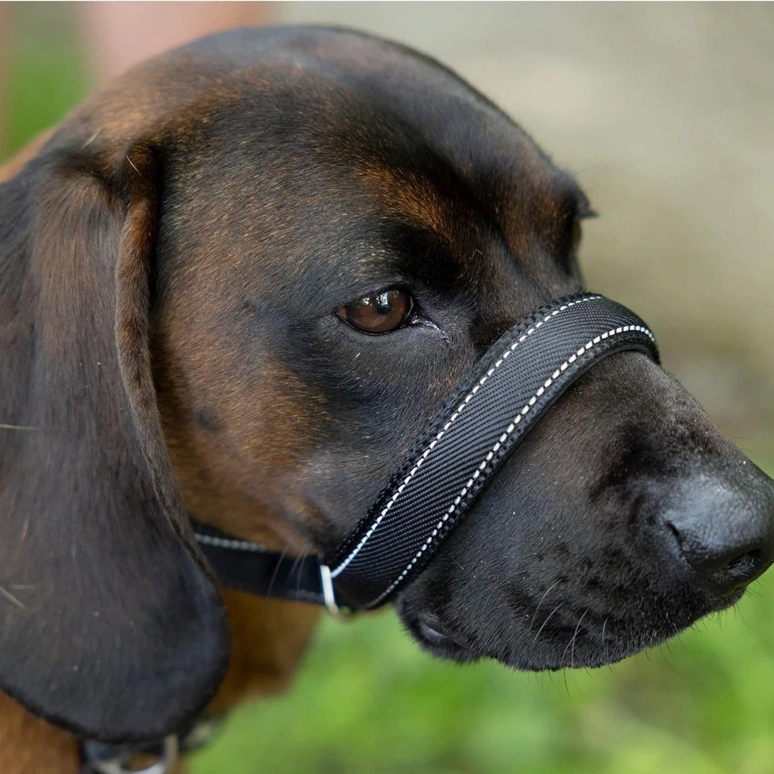 Integrated Anti-Bite Muzzle & Leash For Dogs  Dog Lead  Waste Bag Dispenser